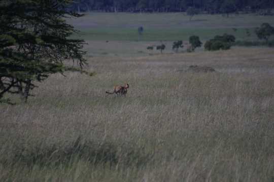 IMG_1093 Cheetah, stalking a gazelle