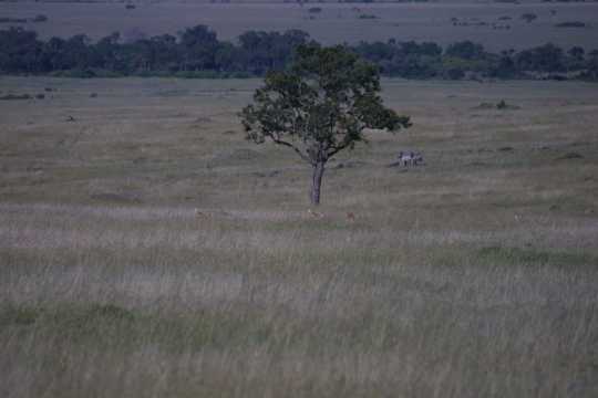 IMG_1098 Cheetah, chasing a gazelle