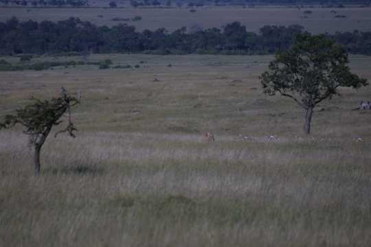 IMG_1100 Cheetah, chasing a gazelle