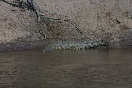 IMG_1106 Crocodile