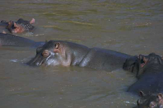 IMG_1107 Hippos