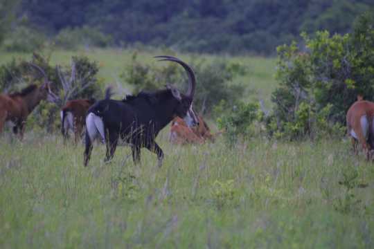IMG_1142 Sable Antelope