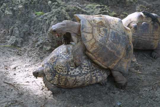 IMG_1168 Turtles mating