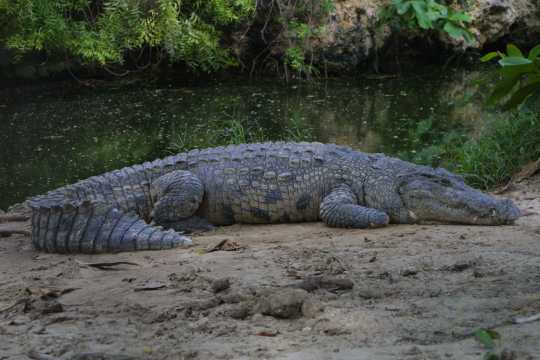 IMG_1171 Crocodile