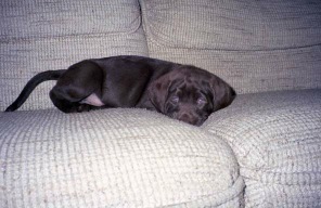 [21-puppy-couch.jpg]