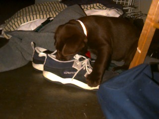 [16-puppy-shoes.jpg]