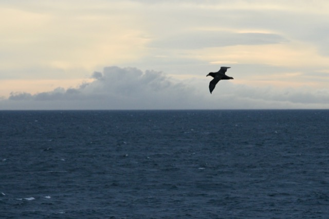 Dozens of Albatross birds were circling our ship as we approached the channel