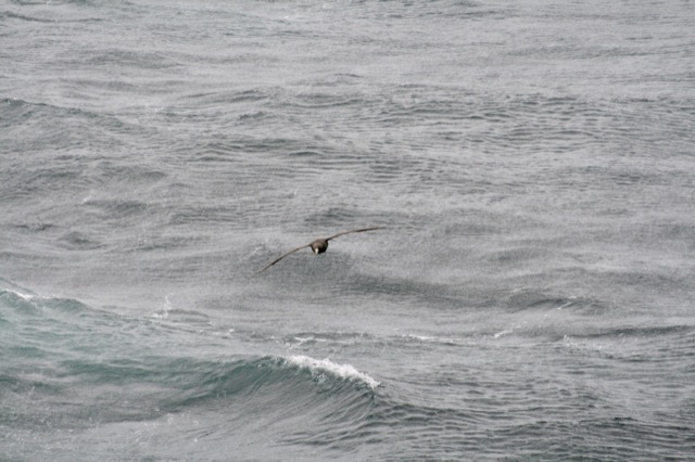 Another one of the Albatross surfing on the windy day