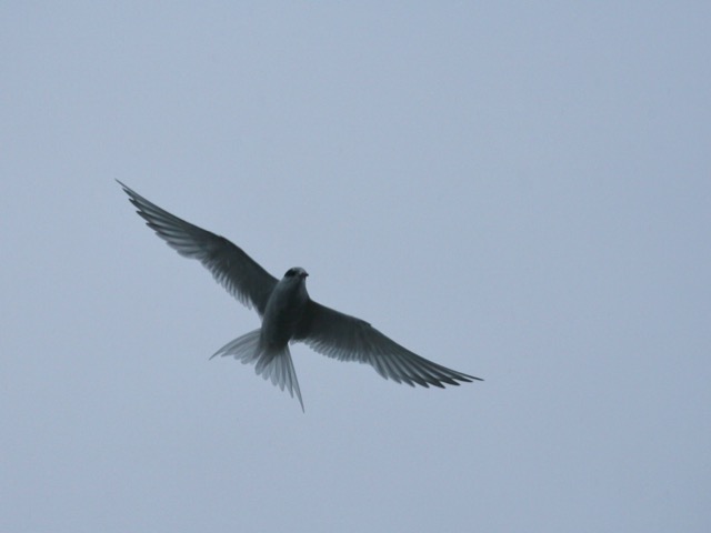 Immature (chick) Antarctic Tern, soaring