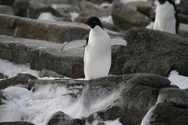 An Adélie Penguin