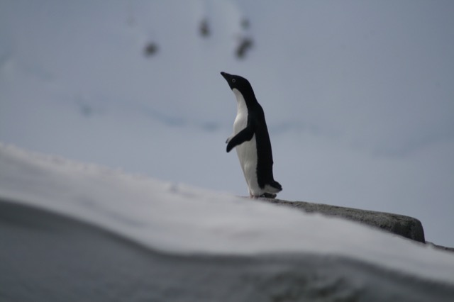 An Adélie Penguin stretches