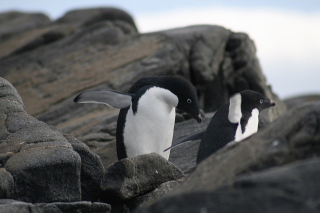 Adélie Penguin, looking before he leaps