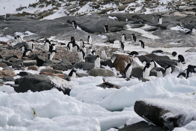 Adélie Penguin colony