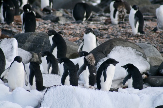 Adélie Penguins, molting