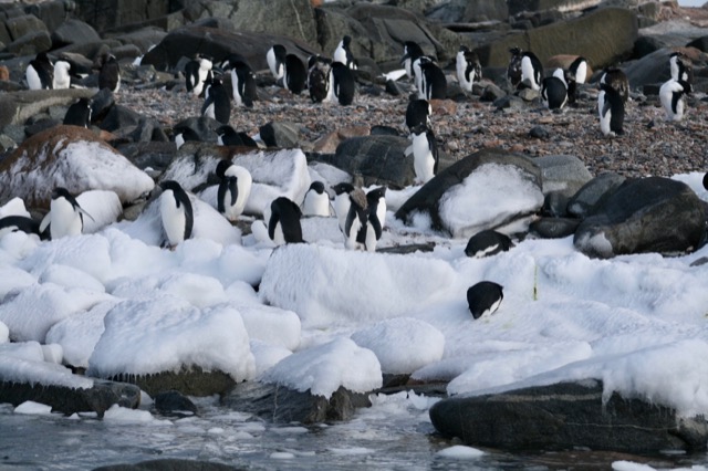 Adélie Penguins on ice