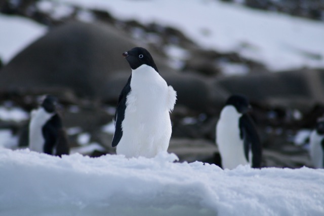 Adélie Penguin with just a little tuft of white feathers left