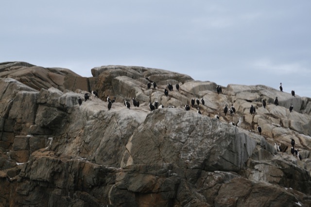 Antarctic Shag (birds, not peguins)