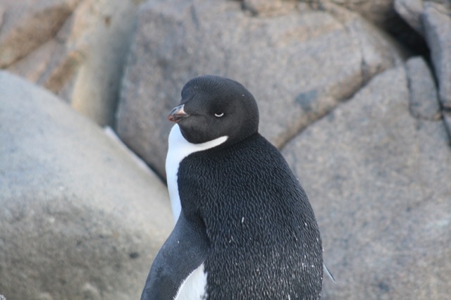 Adélie Penguin with attitude