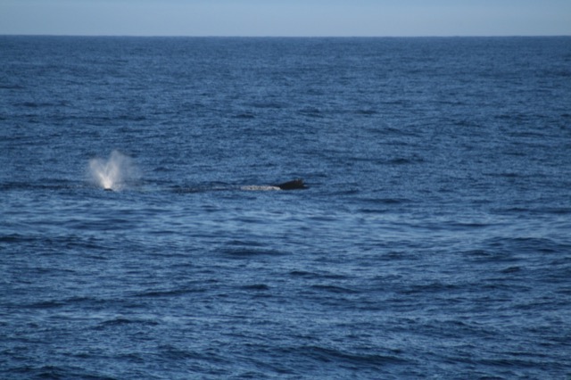 First real sight of a whale!