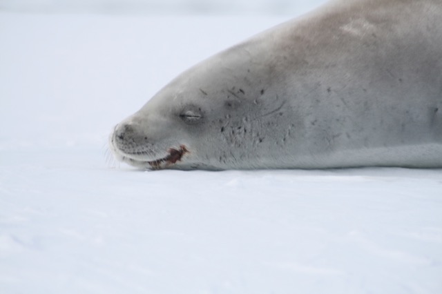 Happy Crabeater Seal