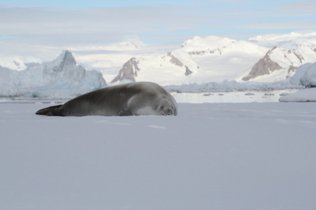 Crabeater seal with mountains in the background
