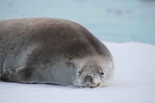 Sleepy Crabeater Seal