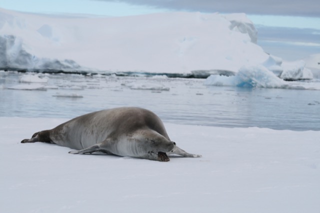Tired Crabeater Seal