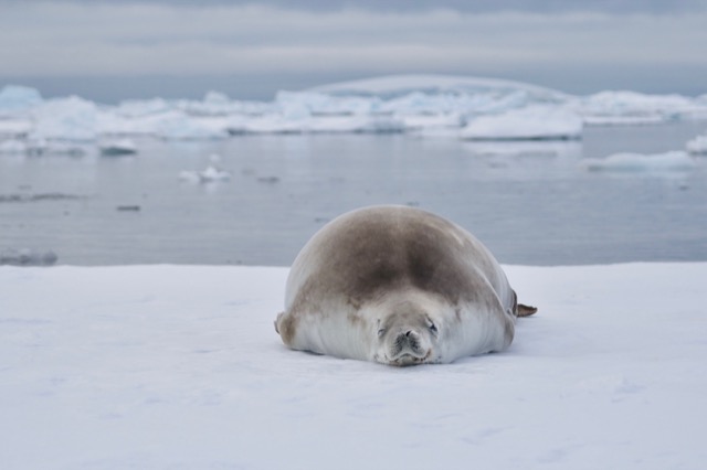 Round Crabeater Seal