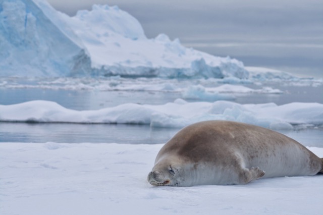 Resting Crabeater Seal