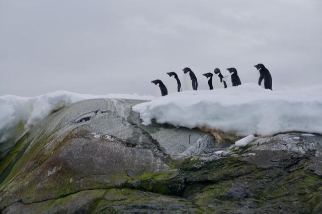 Adélie Penguins on a rock