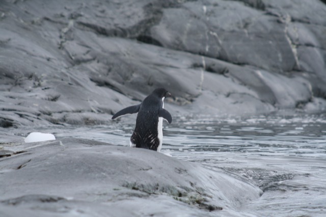 Adélie Penguin taking a swim