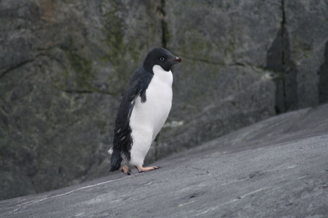 Adélie Penguin climbing up rocks
