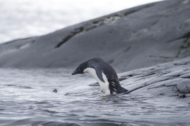 Adélie Penguin jumping in the water