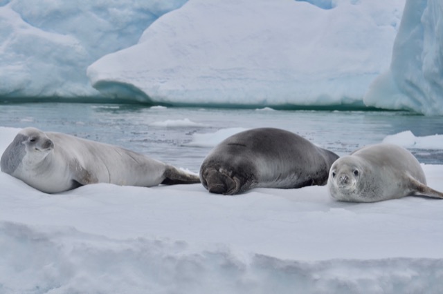 Crabeater Seals, head to tail