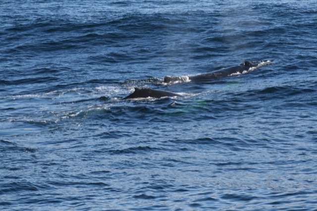 Two Humpback Whales again