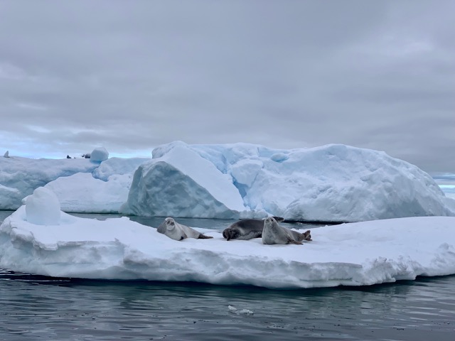 Crabeater Seals on ice