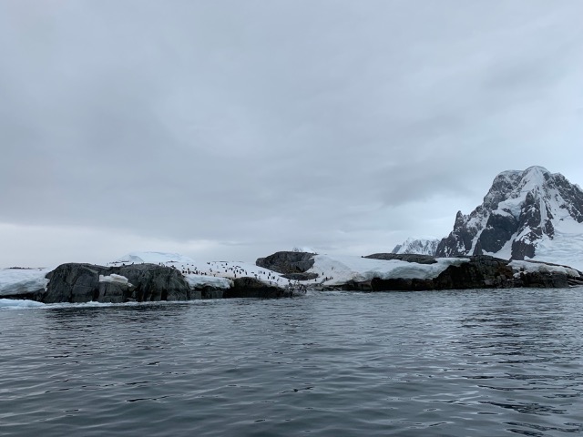 Penguins at Petermann Island