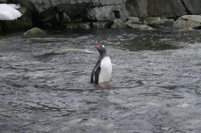 Gentoo Penguin wading