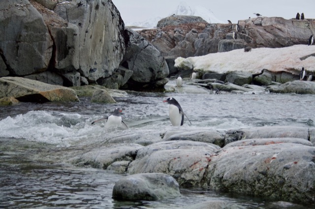 Gentoo Penguin surfing