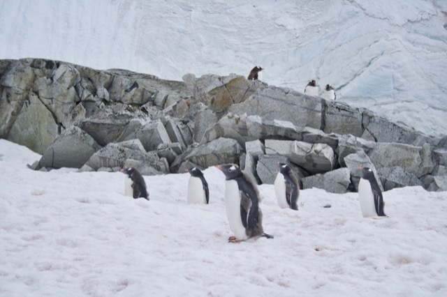 Molting Gentoo Penguins