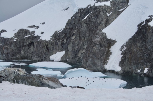 Gentoo Penguins on a piece of sea ice