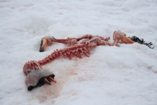 Gentoo penguin skeleton that has been picked over by the skuas