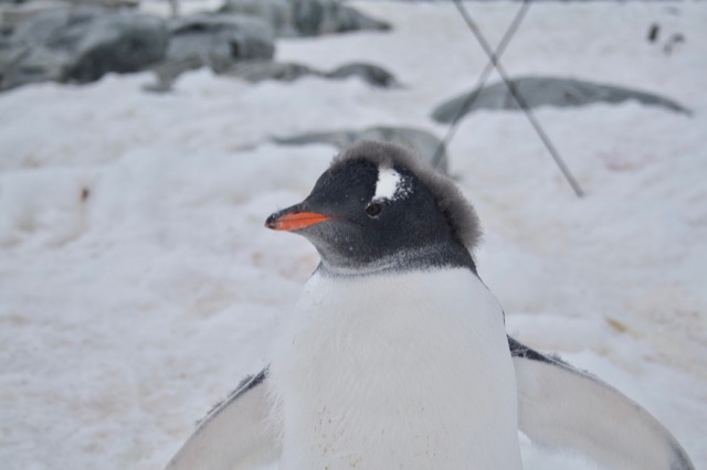 Molting Gentoo Penguin