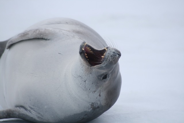 Crabeater Seal yawn