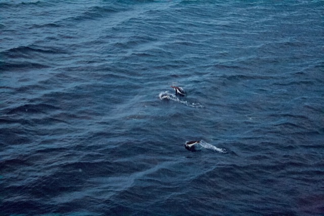 Gentoo penguins swimming
