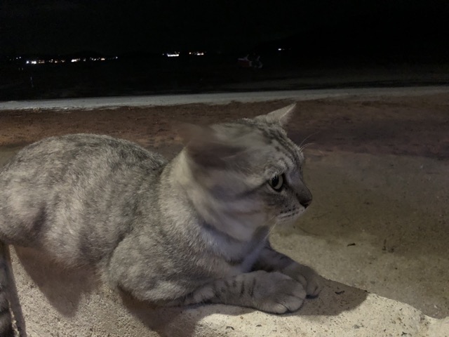 Feral cat that hung out with us for dinner
