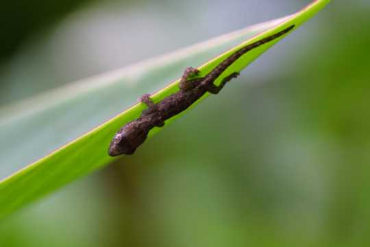 IMG_3528 A Little Lizard clings to a leaf