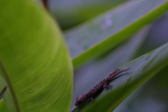 IMG_3585 Lizard on the leaf