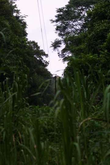 IMG_3608 Power lines in the middle of the jungle