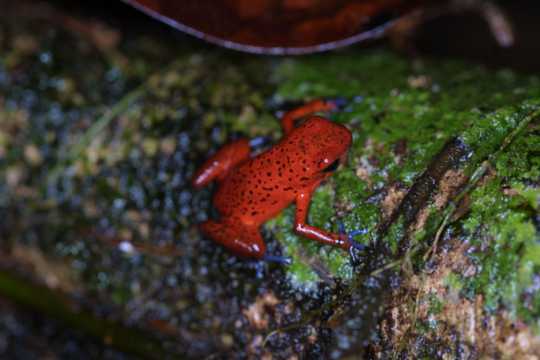 IMG_3623 Strawberry tree frog